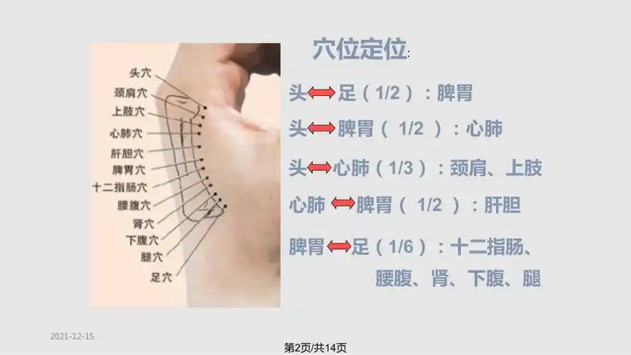 二掌骨全息理论ppt课件