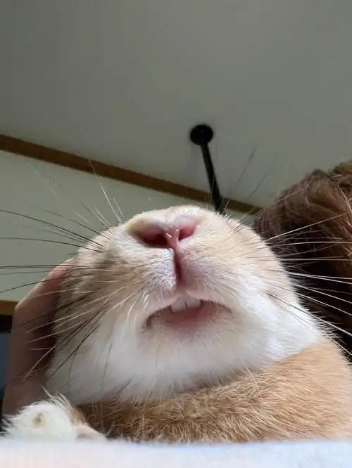 兔兔的大板牙07