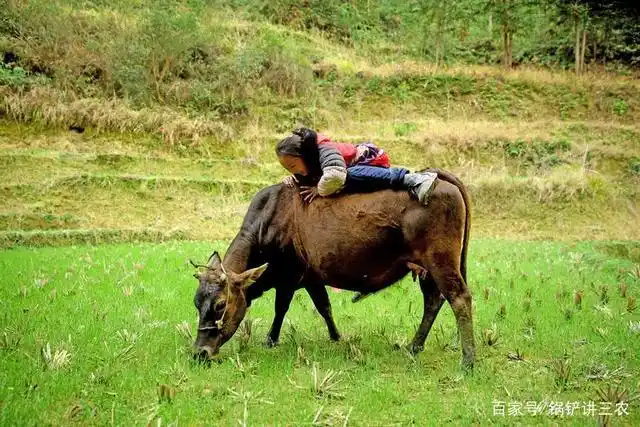 大家都认为牛是家里最宝贵的动物,而小时候的我们也经常充当放牛娃的