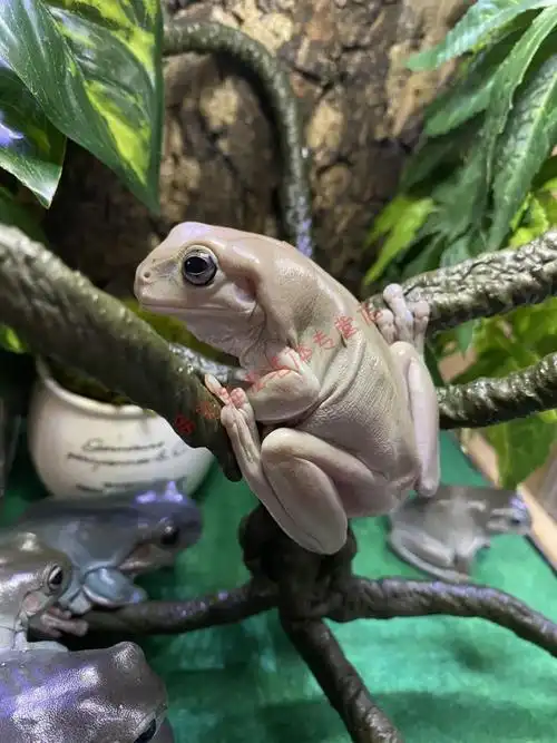 【京东推荐】姥爷树蛙活体爬宠澳洲蓝老爷绿老爷牛奶树蛙莫斯雨林造景