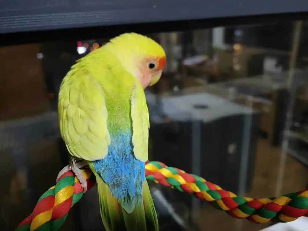 红面澳桂牡丹鹦鹉桃桃 可爱的小桃桃 家里上手最可爱的崽红面澳桂