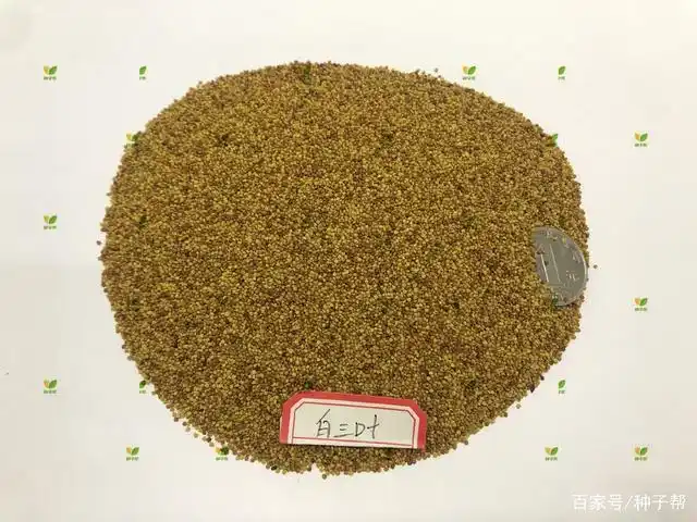 1,种子选取:首先要选取优质的白三叶种子,要饱满,纯