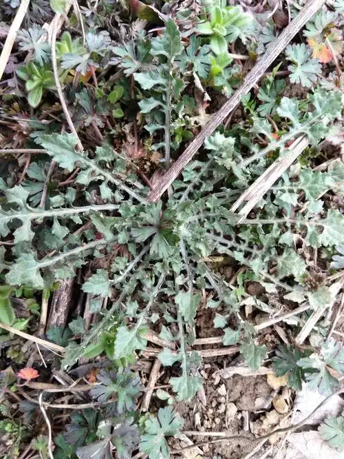 吃野菜的机会又来了,想刺激一下味蕾吗?你都吃过哪些呢