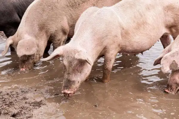 猪,打滚,泥,地点,小湾,英格兰,英国