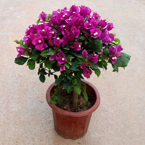 三角梅花花苗梅树树苗盆栽庭院攀援花卉绿植绿植