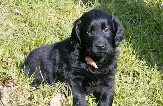 红棕色大型宠物狗品种大全及图片_价格_长春宠物网