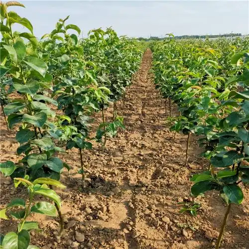 梨树苗新品种 翠1号梨树苗报价