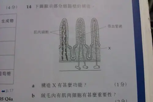生物问题回肠壁(绒毛内有肌肉细毛有什麼重要性?