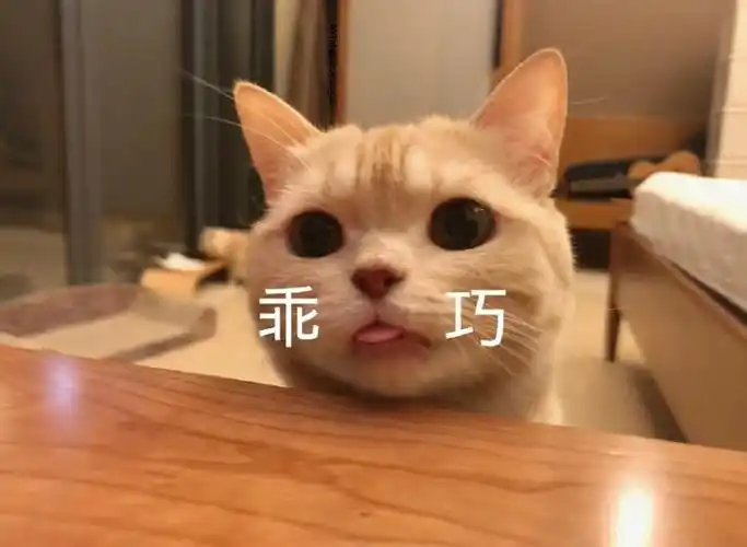 萌宠喵星人乖巧难受呆萌可爱gif动图_动态图_表情包下载_soogif