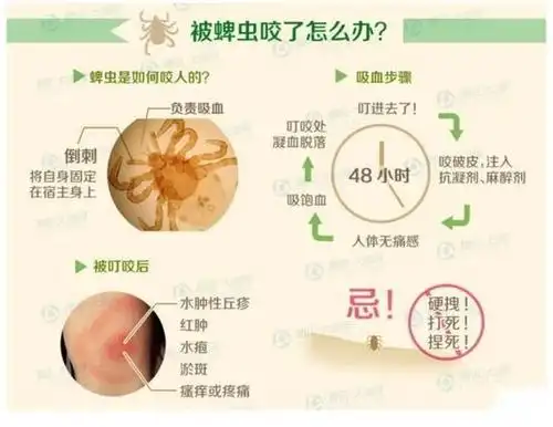 那么我们遭遇蜱虫袭击该怎么办?