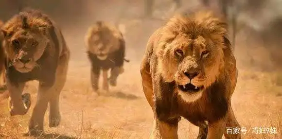 话题:为什么非洲草原总有流浪雄狮,它们为何不加入狮群?