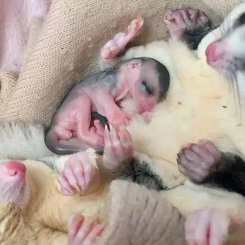 是个白脸环尾蜜袋鼯宝宝耶