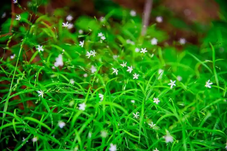 发一张植物照片