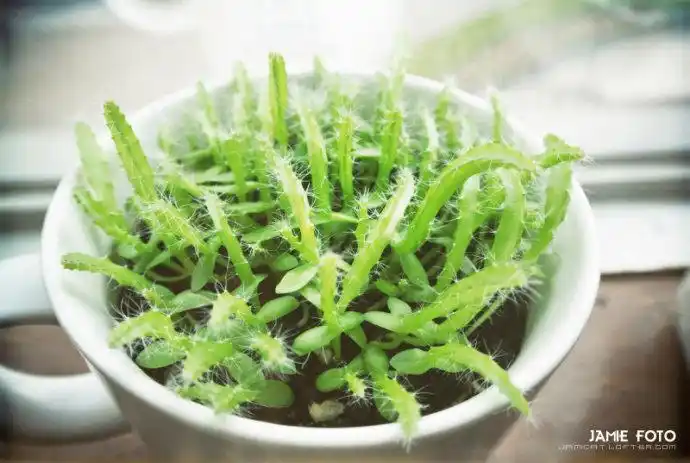 求火龙果幼苗图_火龙果幼苗