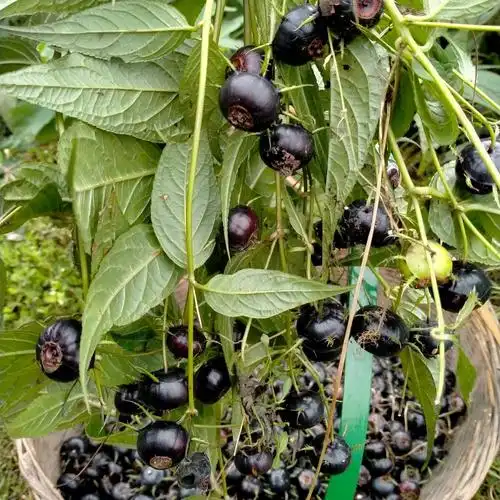 蜘蛛果苗 红果参实生种苗肉算盘苗挂果快