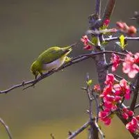 微信头像鸟语花香成双成对的图片点击鼠标右键下载