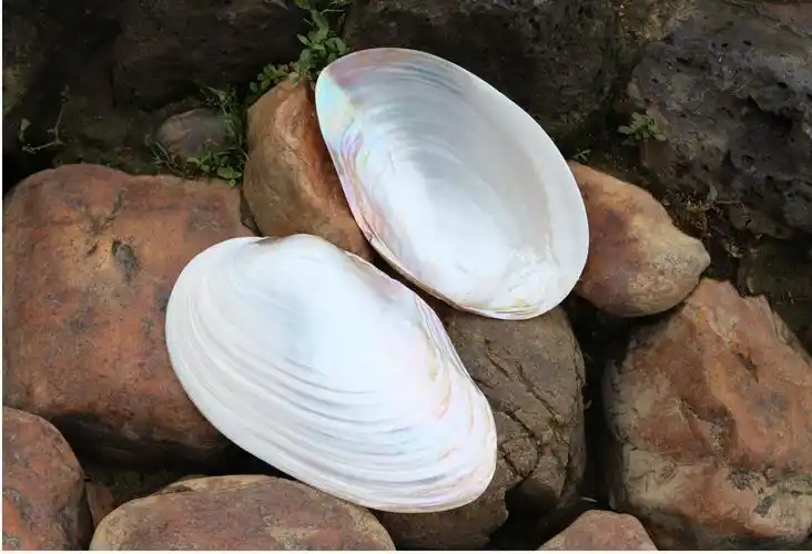 天然大珍珠蚌壳超大贝壳拍摄道具鱼缸水族造景摆件果盘餐盘