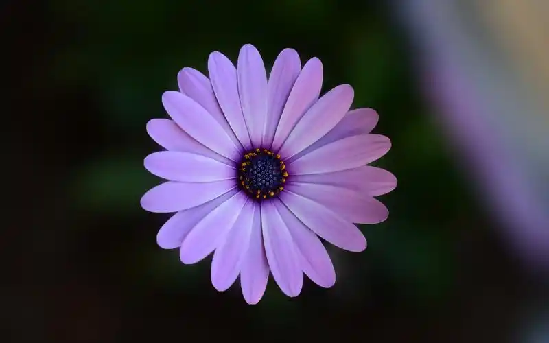 我在等一朵花开