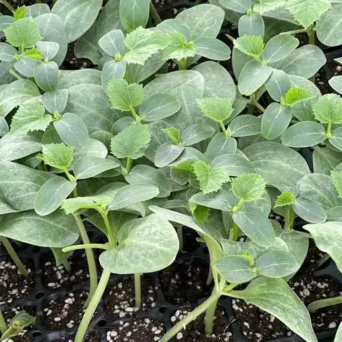 黄瓜苗供应 批发价格