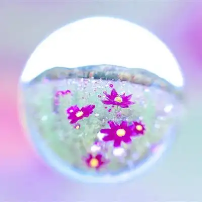 创意风景头像唯美图片花朵在水滴中太美丽了