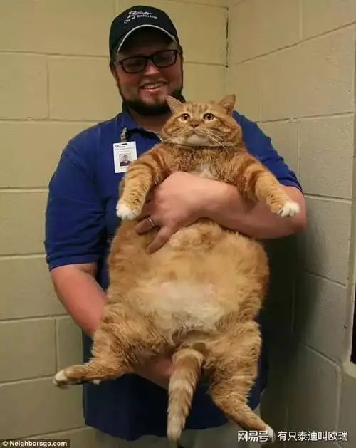 18kg胖橘猫为健康展开3年魔鬼锻炼瘦下来变天菜喵人人抢着要