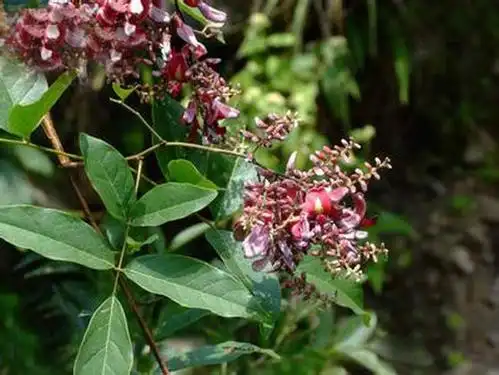 鸡血藤的功效与作用 食用方法及禁忌