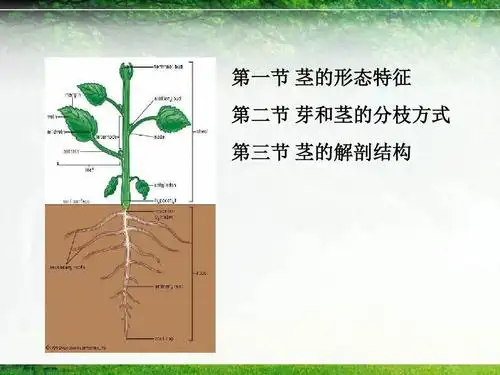 茎的形态与结构2012ppt