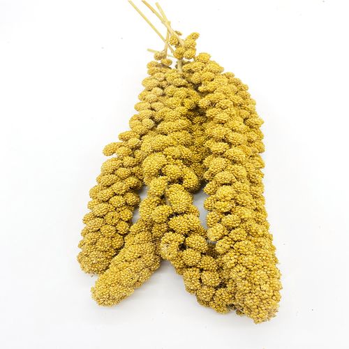 小型鹦鹉鸟类零食黄色小米穗/天然谷穗/鸟食/鸟零食(500g)特大