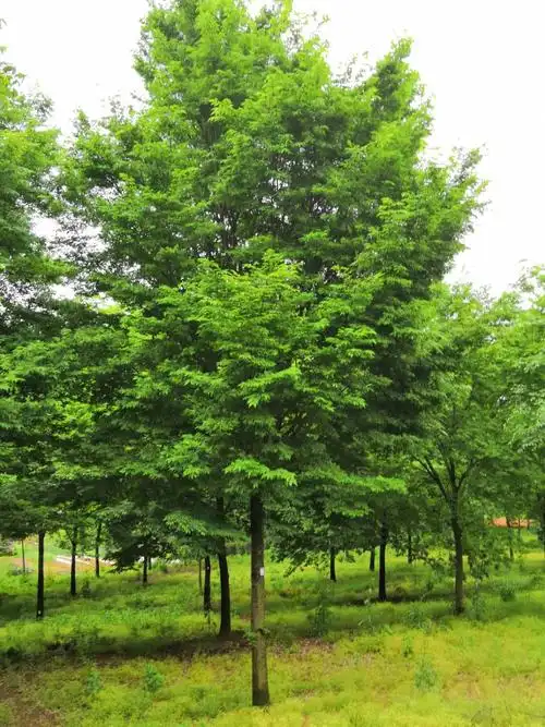 14公分榉树多少钱15公分榉树多少钱点击查看