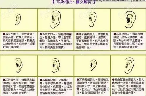 不同形状的耳朵