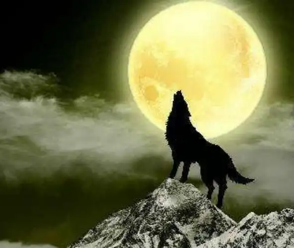 狼若回头,必有理由,不是报恩就是报仇,切记做人莫有贪念!