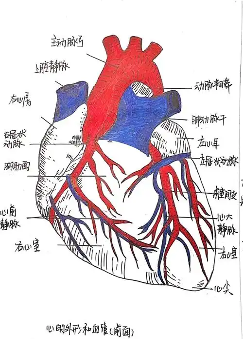 💗心脏线简易画法🎨