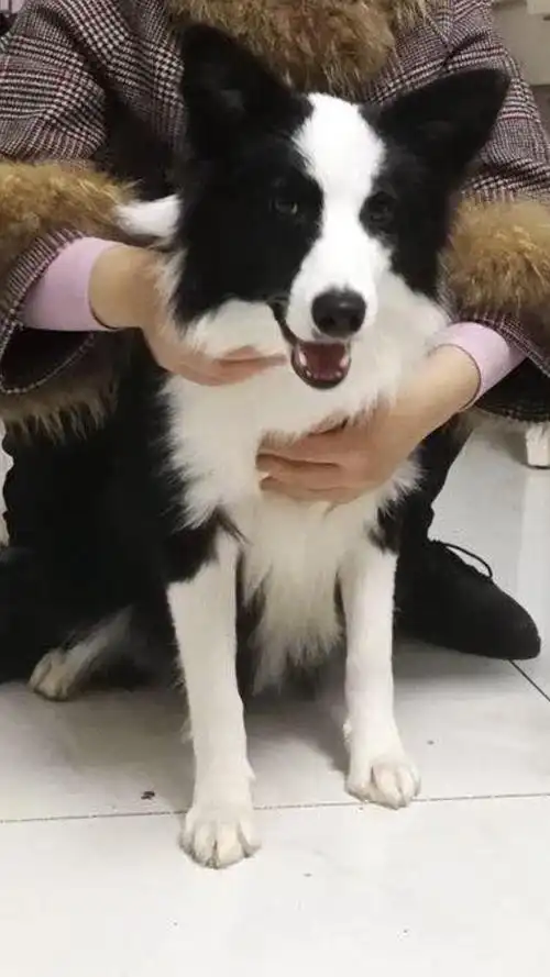 这个狗是边牧吗?求鉴定