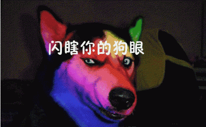 萌贱的汪星人,最逗比的狗狗gif动态图表情包大全,收了!