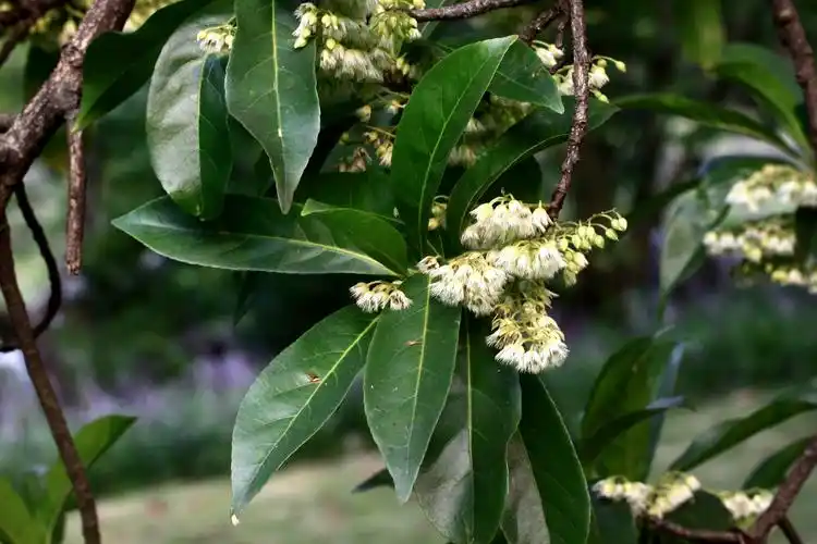 秃瓣杜英杜英科杜英属