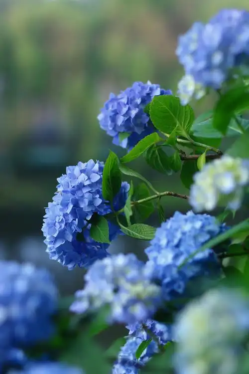 怎样调出无尽夏绣球纯纯的梦幻蓝色