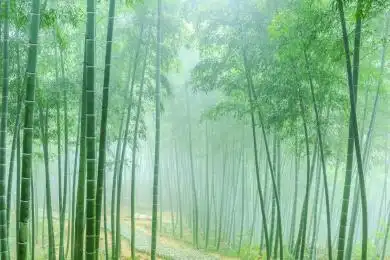 绿竹林翠竹背景素材