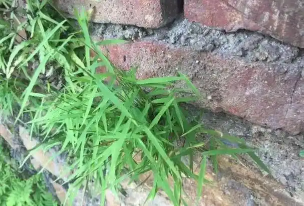 "神农草",原来就是农村老人口中的"不老草",有啥效果呢