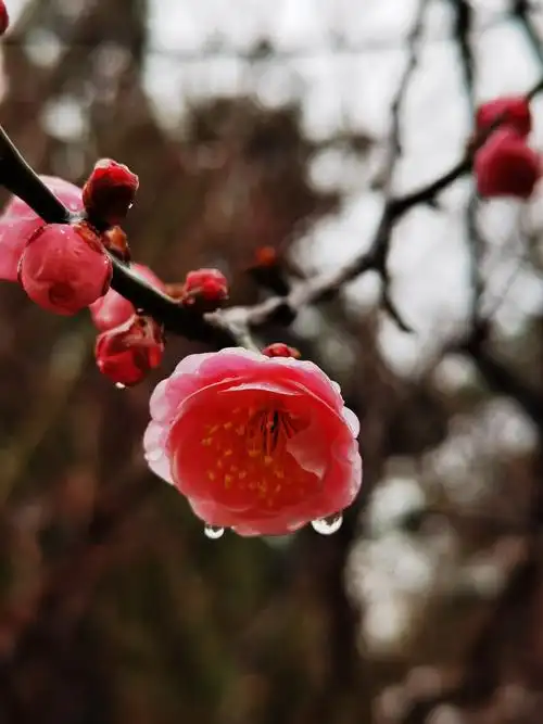 雨中梅花