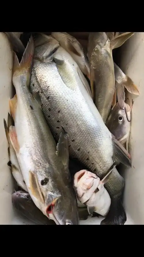 今天有点惊喜,一斤重的大安丁鱼
