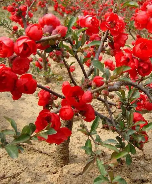 lindl.   别名: 日本木瓜,倭海棠,和园子  再看看别人怎么说的.