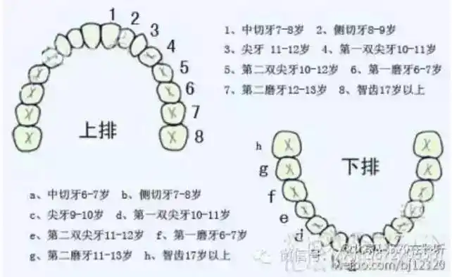 儿童换牙期的注意事项