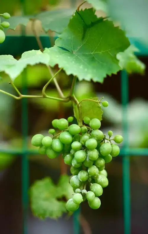 初夏时节花园里的葡萄美