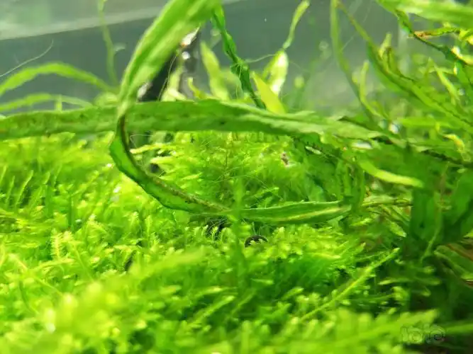 求助丝藻怎么除