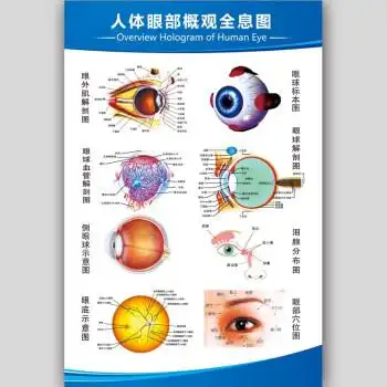 人体医学解剖图挂图心脏肝胆消化系统示意图五脏六腑器