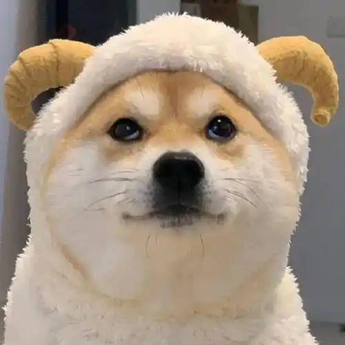 萌宠头像 | 好看的皮囊你养不起_微信_漂亮_nice