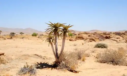 沙漠树品种-其他花草_【三农电视网】农村养殖致富项目_专业的农林