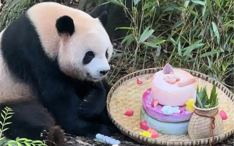 【大熊猫奥莉奥】20230728奥莉奥11岁啦