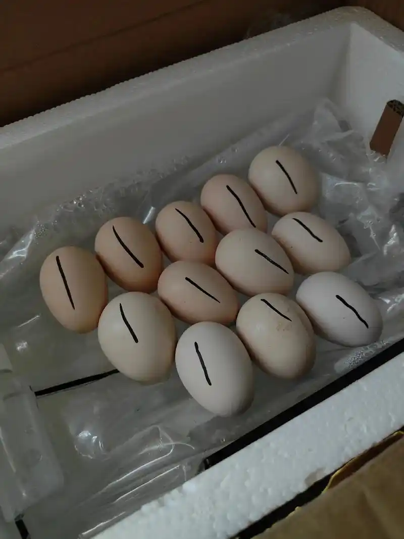 从蛋开始孵化的小鸡历时133天的成长过程已经由原来的鸡蛋蜕变成了3斤