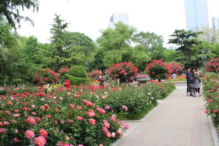 天津五大道睦南公园月季花树繁花似锦一片花的海洋